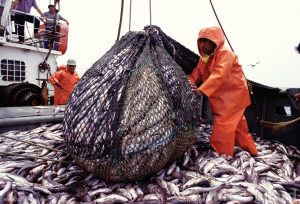 Минпромторг предложил запустить эксперимент по маркировке рыбной продукции